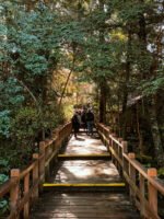 Descubrí la Naturaleza Mágica del Sur: Isla Victoria y Bosque de Arrayanes-con traslado - Imagen 4