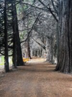 Descubrí la Naturaleza Mágica del Sur: Isla Victoria y Bosque de Arrayanes-con traslado - Imagen 3