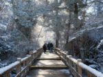 Discover the Magical Nature of the South: Victoria Island and Arrayanes Forest-with transfer