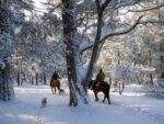 Cabalgata con vista al Cerro López-Aventura entre bosques y miradores del Circuito Chico